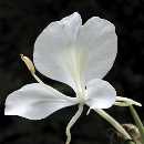 Flowering/Hedychium Coronarium